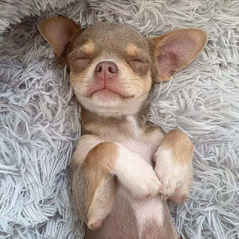 Bed for dogs and cats
